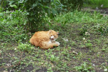 parkta evsiz kırmızı kedi