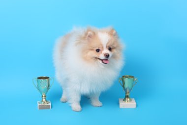 kazanan cups ile şirin spitz yavrusu