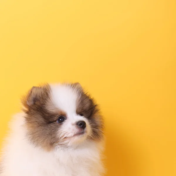 ผู้ชนะลูกสุนัข Spitz — ภาพถ่ายสต็อก