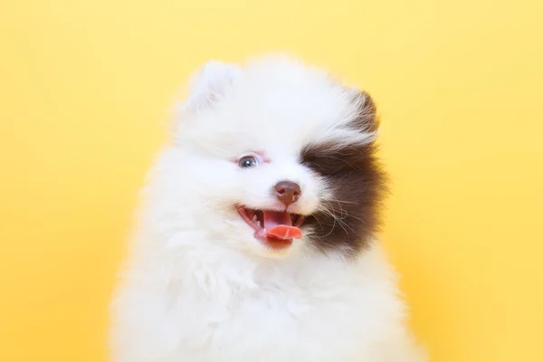 Feliz Lindo Perrito Spitz — Foto de Stock