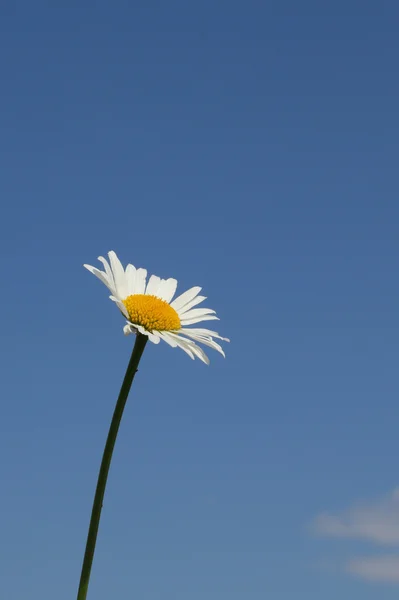 Camomile över den blå himmel bakgrunden — Stockfoto