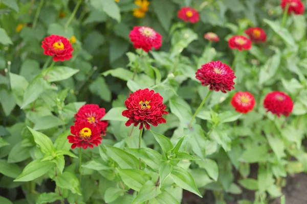 緑の草の背景に赤い花が — ストック写真