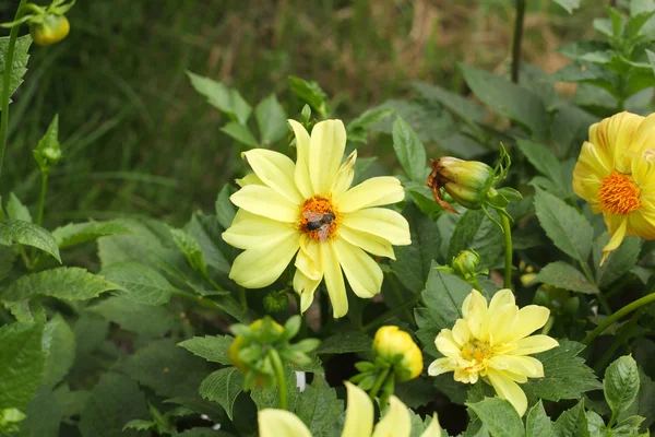 Bumblebee Yellow Flowers — Stock Photo, Image