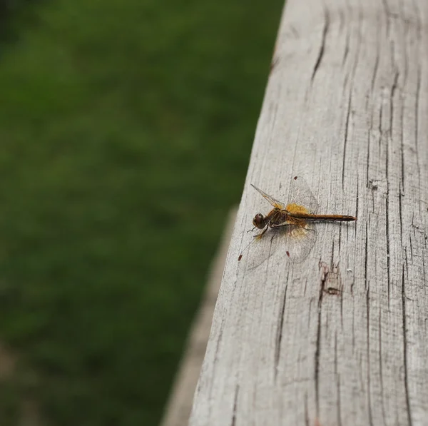 Bella Libellula Sulla Superficie Legno — Foto Stock