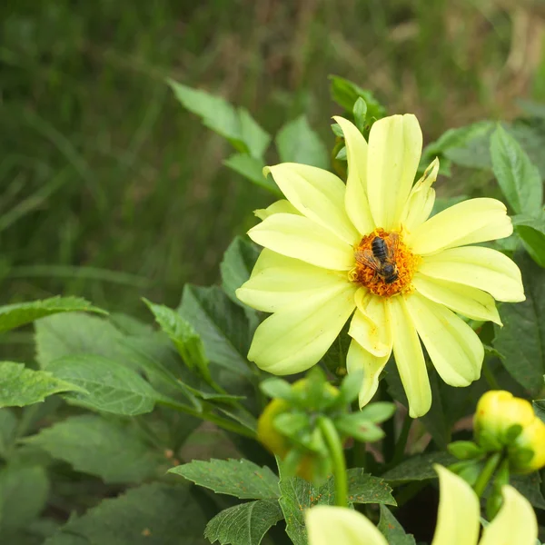 Bourdon Sur Les Fleurs Jaunes — Photo