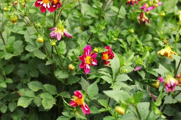 Bumblebee Pink Flowers — Stock Photo, Image
