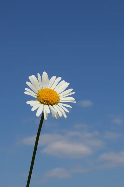Bunga Camomile Indah Atas Latar Langit Biru — Stok Foto