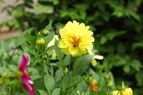 Bumblebee Yellow Flowers — Stock Photo, Image