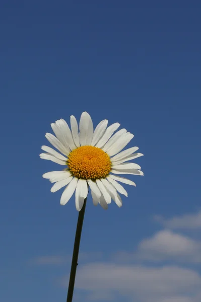 Bel Fiore Camomilla Sullo Sfondo Cielo Blu — Foto Stock