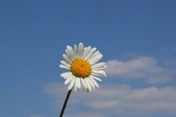 Bela Flor Camomila Sobre Fundo Céu Azul — Fotografia de Stock