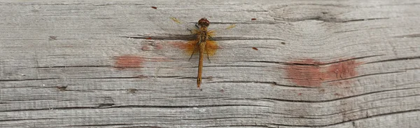 Mooie Dragonfly Houten Ondergrond — Stockfoto