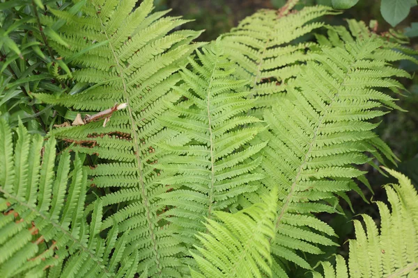 Green summer fern — Stock Photo, Image