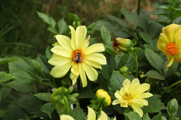Bumblebee Pada Bunga Kuning — Stok Foto