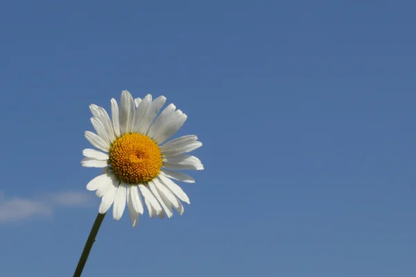 beautiful camomile flower over the blue sky background