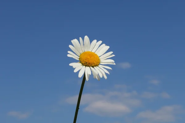 Vackra Kamomill Blomma Över Blå Himmel Bakgrund — Stockfoto