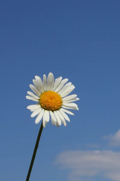 Camomilla sopra il cielo blu — Foto Stock