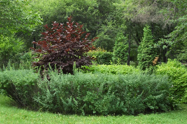 Green Nature Park — Stock Photo, Image