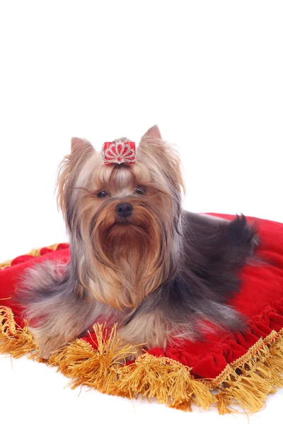 Yorkshire terrier portre — Stok fotoğraf