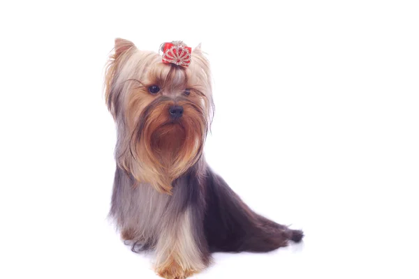 Yorkshire Terrier primo piano — Foto Stock