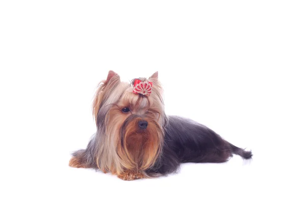 Yorkshire terrier zbliżenie — Zdjęcie stockowe