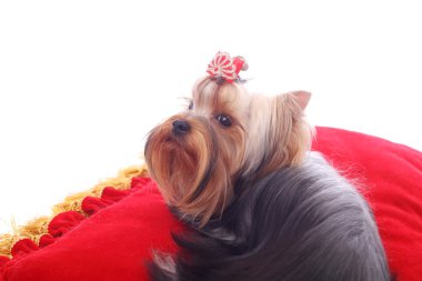 parlak kırmızı minder üzerinde şirin güzel Yorkshire korkunç