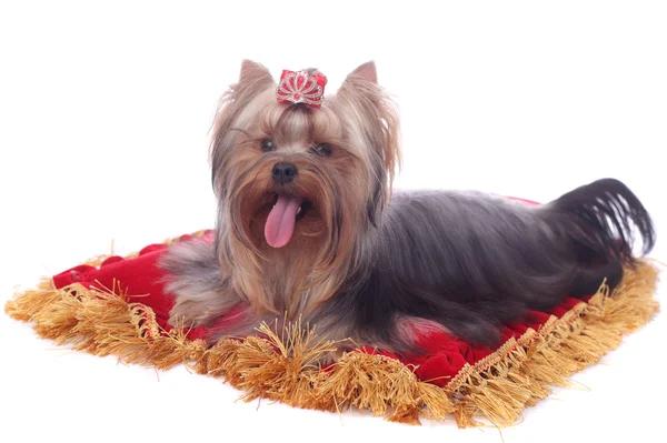 Yorkshire Terrier primo piano — Foto Stock