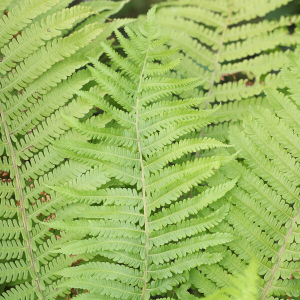 Green summer fern
