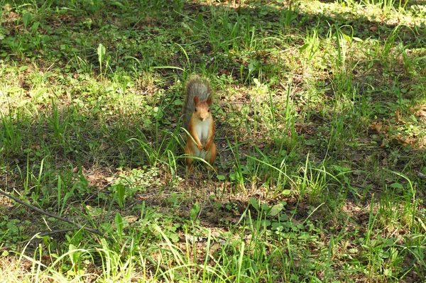 Niedliches kleines Eichhörnchen — Stockfoto