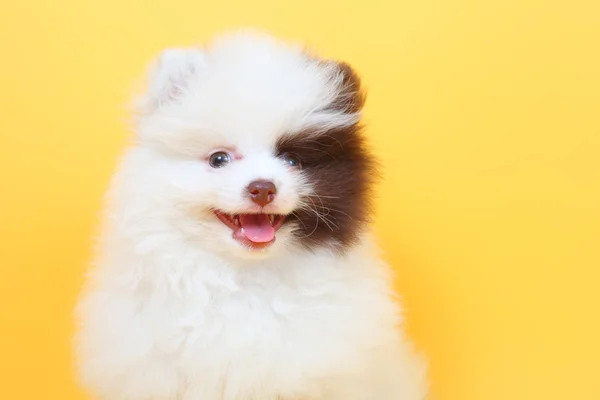 Feliz cachorro spitz — Foto de Stock