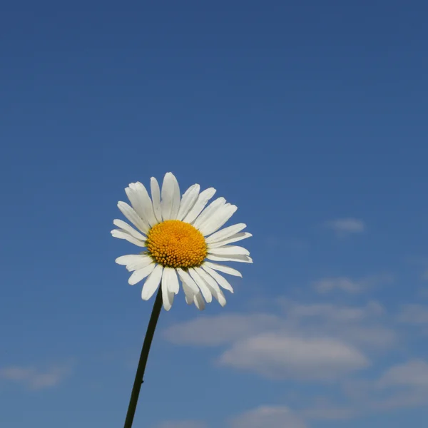 Camomilla sopra il cielo blu — Foto Stock