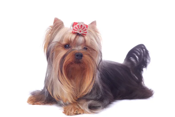 Cute Pretty Yorkshire Terrier Closeup — Stock Photo, Image