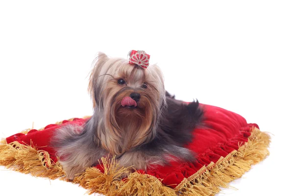 Carino Grazioso Yorkshire Terrier Sul Cuscino Rosso Brillante — Foto Stock