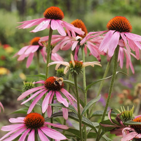 Bumblebee on the flowers — Stock Photo, Image