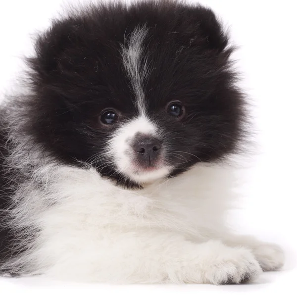 Primo piano del cucciolo di spitz — Foto Stock