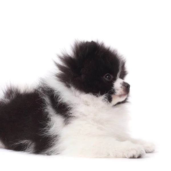 Spitz puppy closeup — Stock Photo, Image