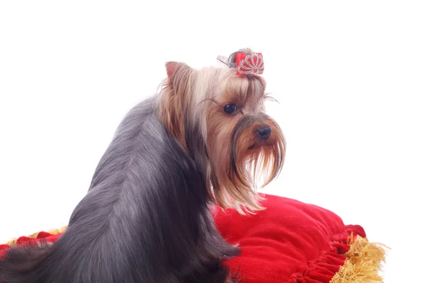 明亮的红色垫可爱漂亮约克夏犬 — 图库照片