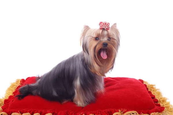 Ładny Ładny Yorkshire Terrier Jasne Czerwone Poduszki — Zdjęcie stockowe