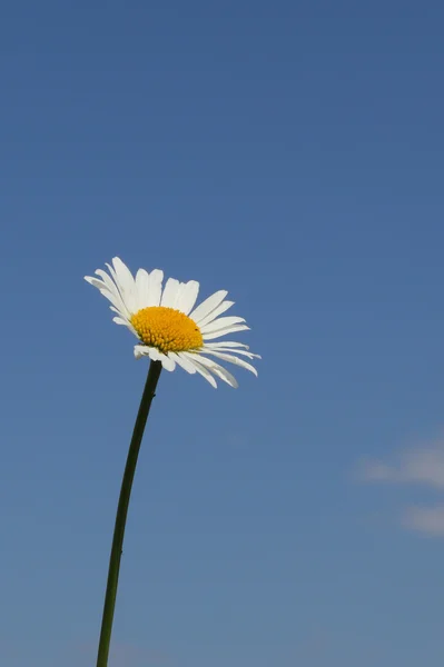 Bellissimo fiore di camomilla — Foto Stock