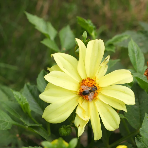 Bumblebee çiçek — Stok fotoğraf