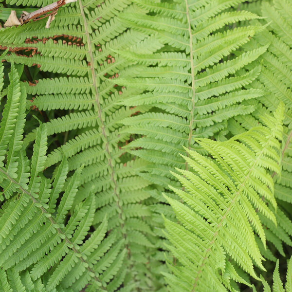 Green summer fern