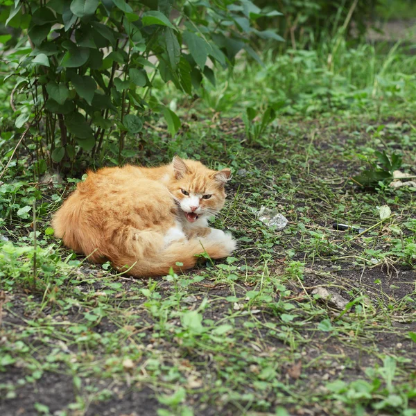 Röd katt utomhus — Stockfoto