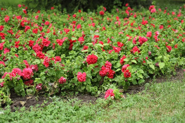 La nature dans le parc — Photo