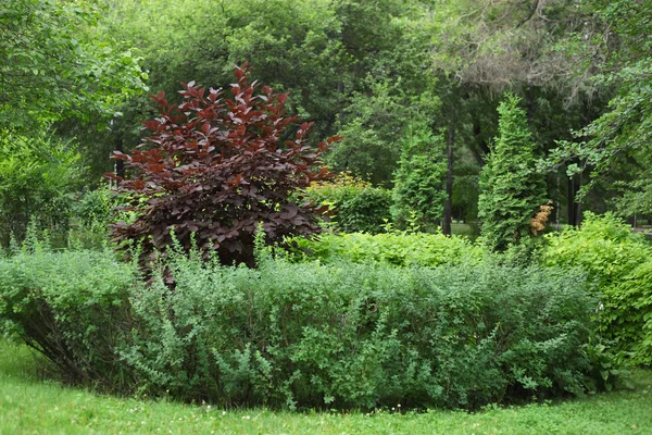 La nature dans le parc — Photo