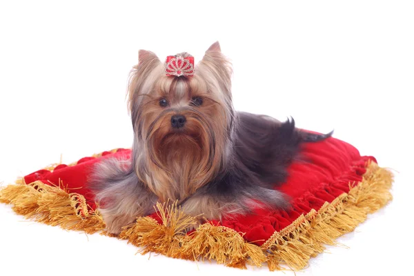 Carino Grazioso Yorkshire Terrier Sul Cuscino Rosso Brillante — Foto Stock