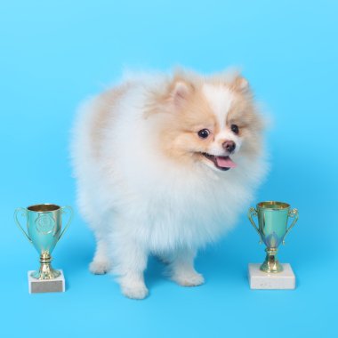 Spitz köpek yavrusu kazanan 