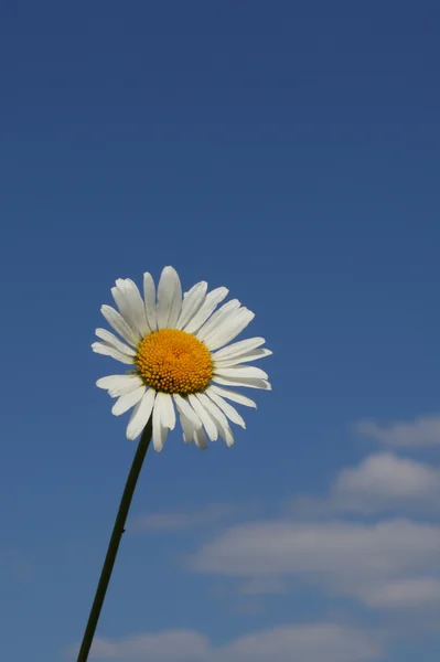 Camomile över den blå himmel bakgrunden — Stockfoto