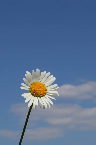 Camomile över den blå himmel bakgrunden — Stockfoto