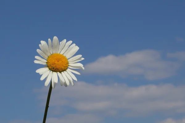 Camomile över den blå himmel bakgrunden — Stockfoto