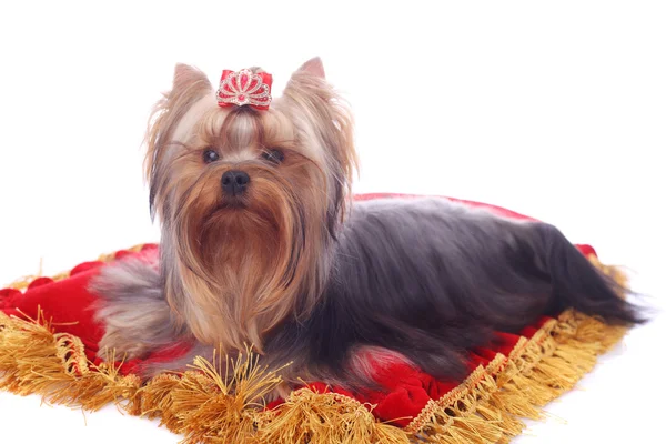 Yorkshire Terrier close-up — Fotografia de Stock