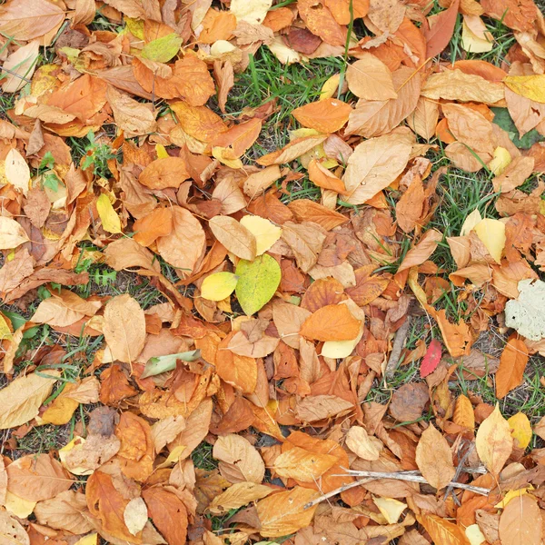 Hojas de otoño fondo —  Fotos de Stock